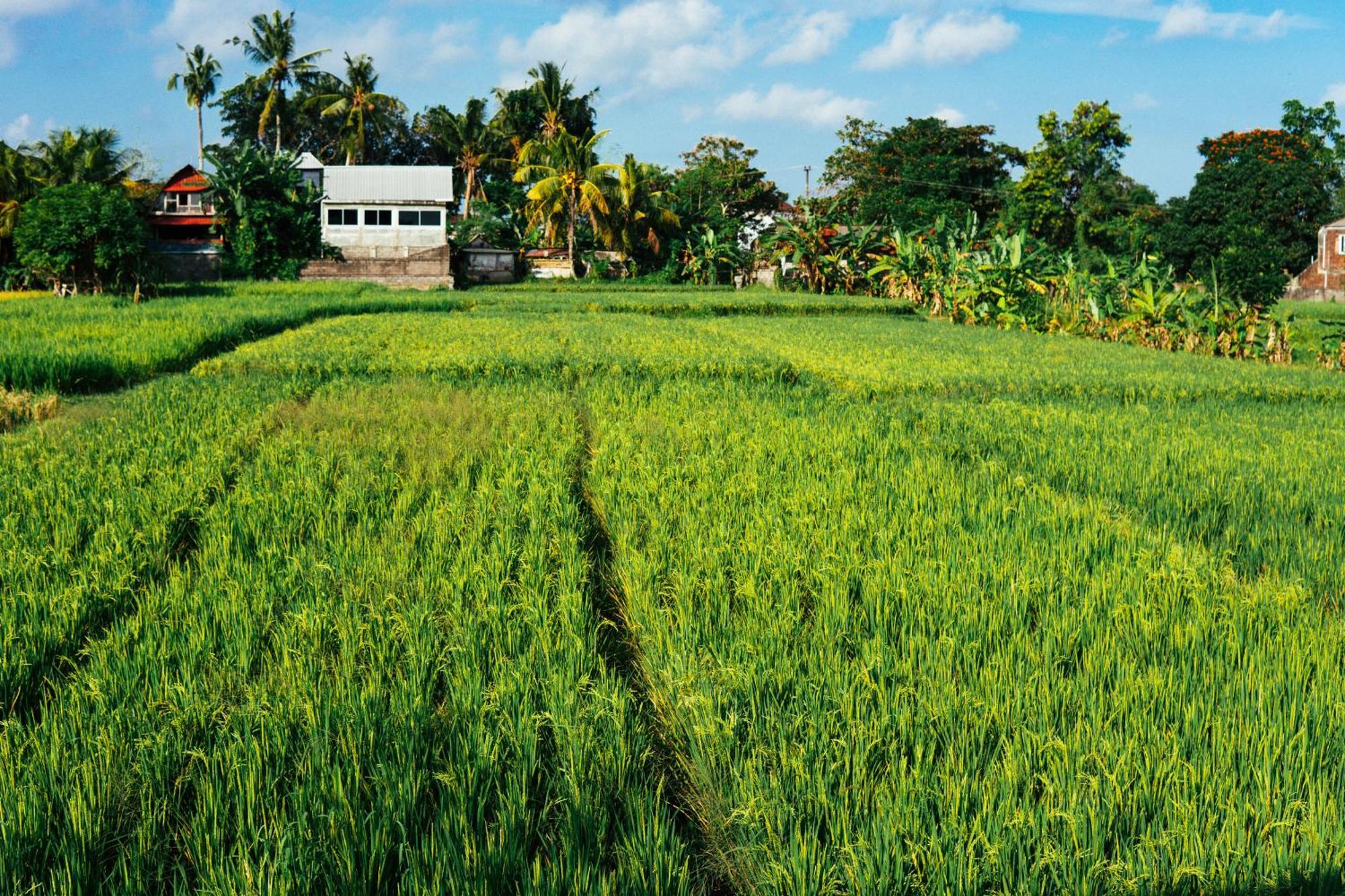 Tut Winten Villa Ubud Ngoại thất bức ảnh